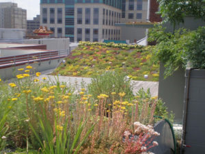 Forrester Construction’s American Sign Language Association Green Roof Project – Sustainability